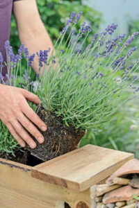 man placing potted lavender in to lined window box